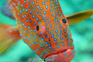 Here's looking at you ... by Stuart Ganz 
